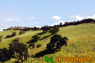 Green Hill & Yellow Wildflowers painting