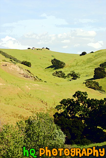 Green Hill & Trees painting