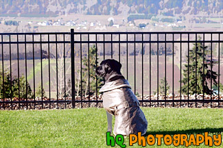 Dog Looking at View Through Fence painting