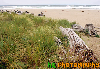 Grass, Drift Wood, & Beach painting