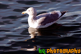 Seagull Swimming in Puget Sound painting