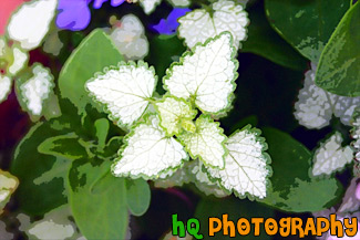 Close up of a White Leaf with Green Trim painting