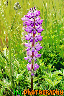 Tall Purple Wildflower painting