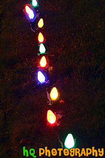 Christmas Lights Along the Grass painting