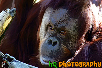 Orangutan Close Up painting