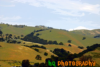 Green Hill, Trees, & Blue Sky painting