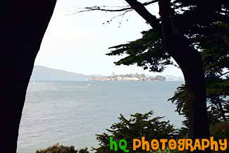 Alcatraz Between Trees painting