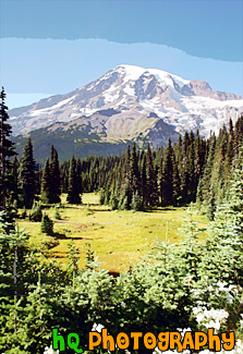 Flowers, Field, & Mount Rainier painting