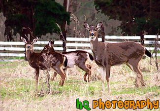 Close up of Three Deer painting