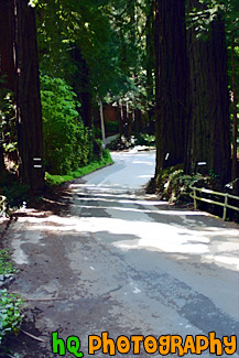 Road Between Trees with Shadows painting