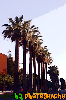Row of Palm Trees in San Jose painting