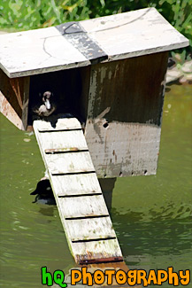 Duck in a Duck House painting