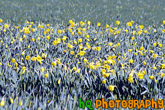 Daffodils in Farm Field painting