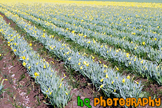 Rows of Farm Crop with Daffodils painting