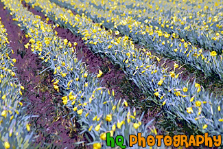 Rows of Daffodils on Farm Field painting