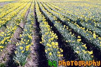 Rows of Daffodils painting