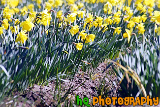 Close up of Daffodils on a Farm painting