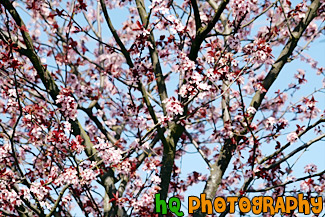 Spring Tree in Blossom painting