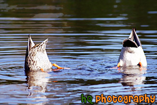 Two Ducks Diving Under Water painting