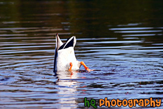 Upside Down Duck Searching for Food painting