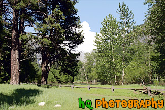 Landscape Trees & Fence in Yosemite painting