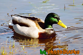 Duck Sitting in Lake painting