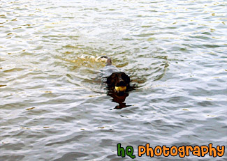 Black Lab Swimming painting