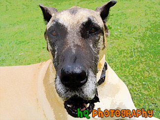 Great Dane's Face Close Up painting