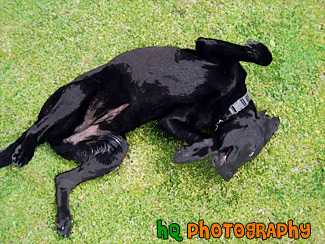 Black Lab Rolling Over on Back painting