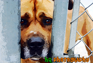 Close Up of a Dog's Face painting