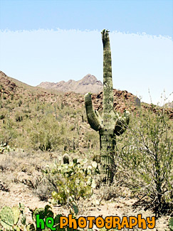 Cactus Tree painting