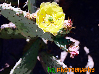 Cactus Flower in Arizona painting