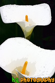 Close Up of White Arum Lily Flowers painting