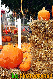 Pumpkins on Hay painting