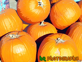 Close Up - Pumpkins painting