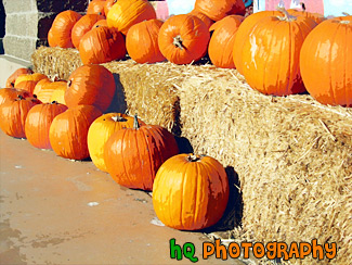 Line of Pumpkins painting