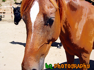 Horse Close Up painting