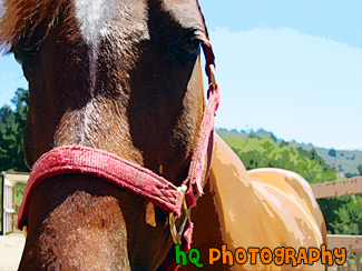 Horse Close Up of Face painting