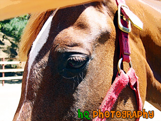 Close Up of Brown Horse Face painting