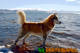 Husky in Lake Tahoe painting