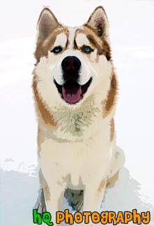 Husky Dog Sitting in Snow painting