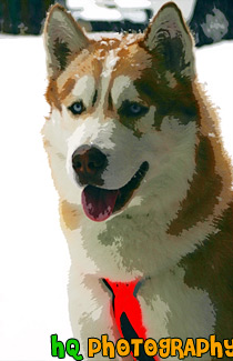 Sled Dog painting