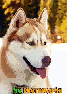 Husky's Face & Tongue painting