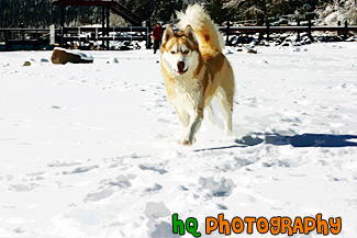 Husky Dog Running on Snow painting