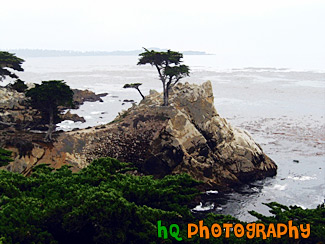 Lone Cypress  in Pebble Beach painting