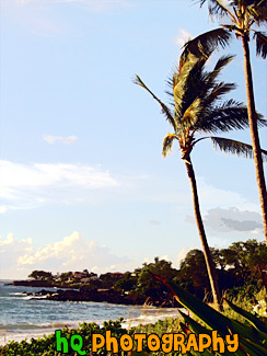 Palm Tree & Wind painting