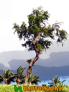 Maui Tree & Dark Clouds painting