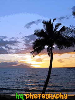 Palm Tree, Ocean, & Sunset painting