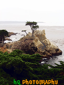 The Lone Cypress in Pebble Beach painting