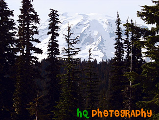 Mt. Rainier Through Evergreen Trees painting